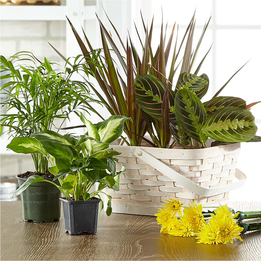 Florist Designed Blooming and Green Plants in a Basket – M & A FLOWERS AND EVENTS, South Gate CA