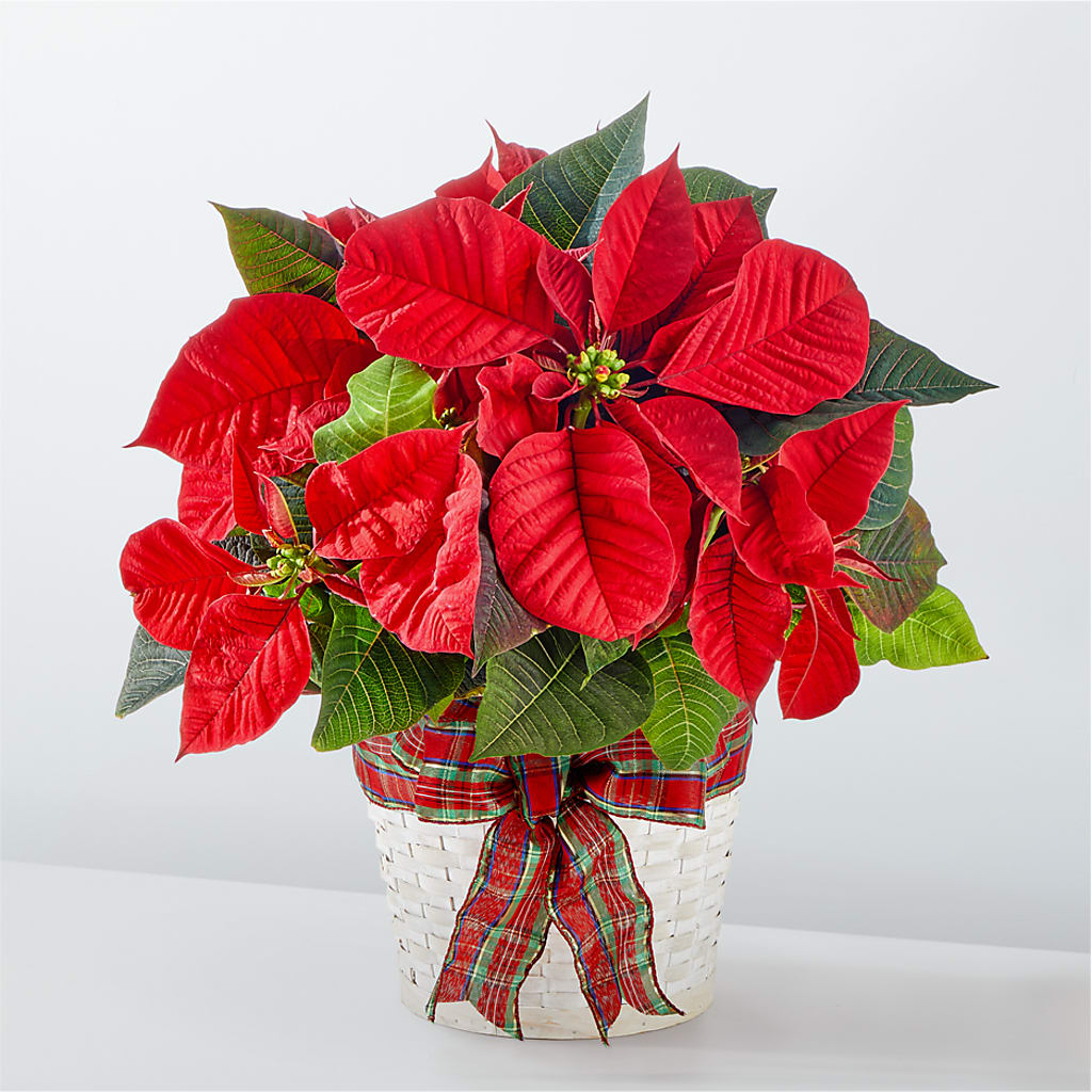 Happiest Holidays Poinsettia – M & A FLOWERS AND EVENTS, South Gate CA
