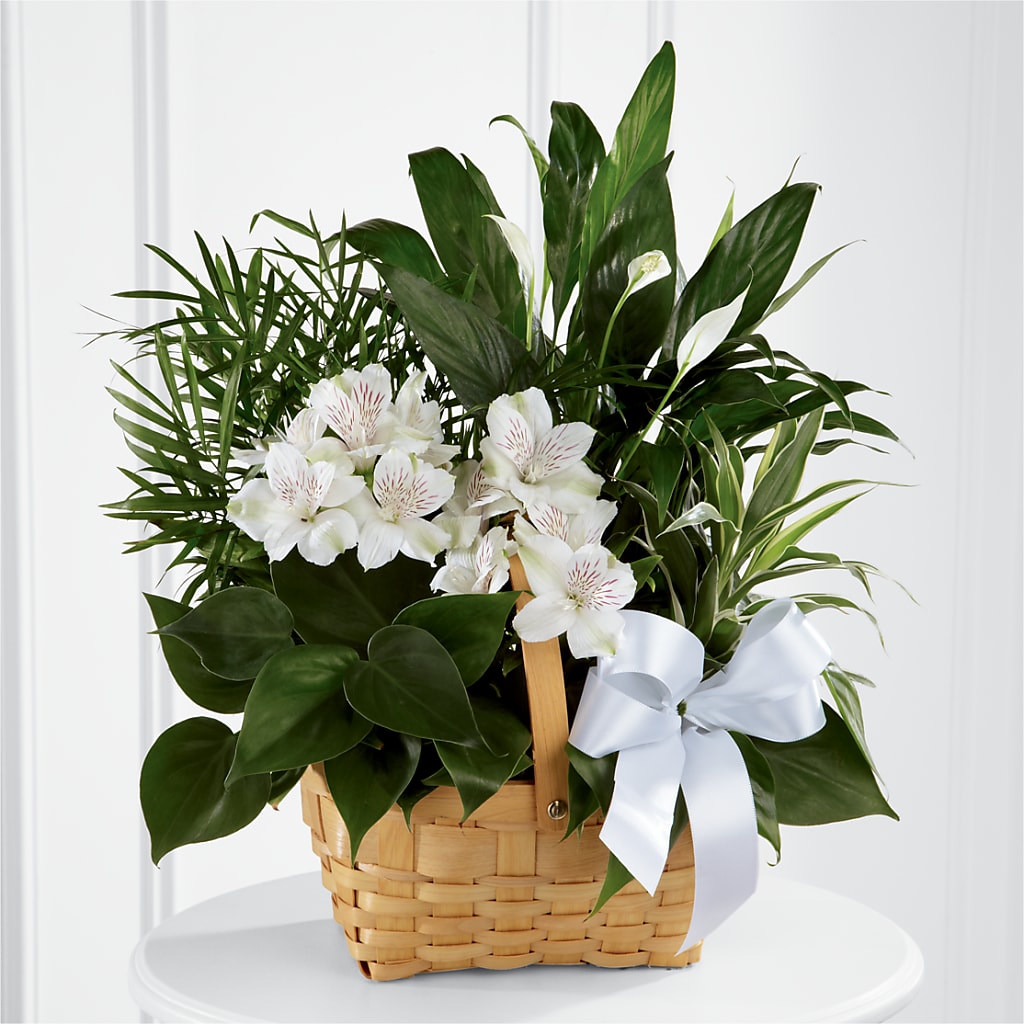 Peace & Serenity Dishgarden – M & A FLOWERS AND EVENTS, South Gate CA