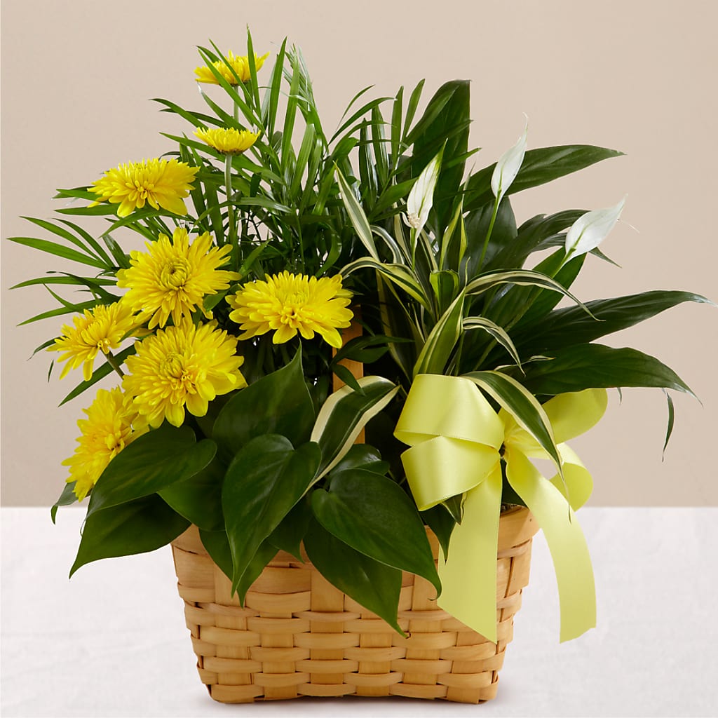 Loving Light Dishgarden – M & A FLOWERS AND EVENTS, South Gate CA