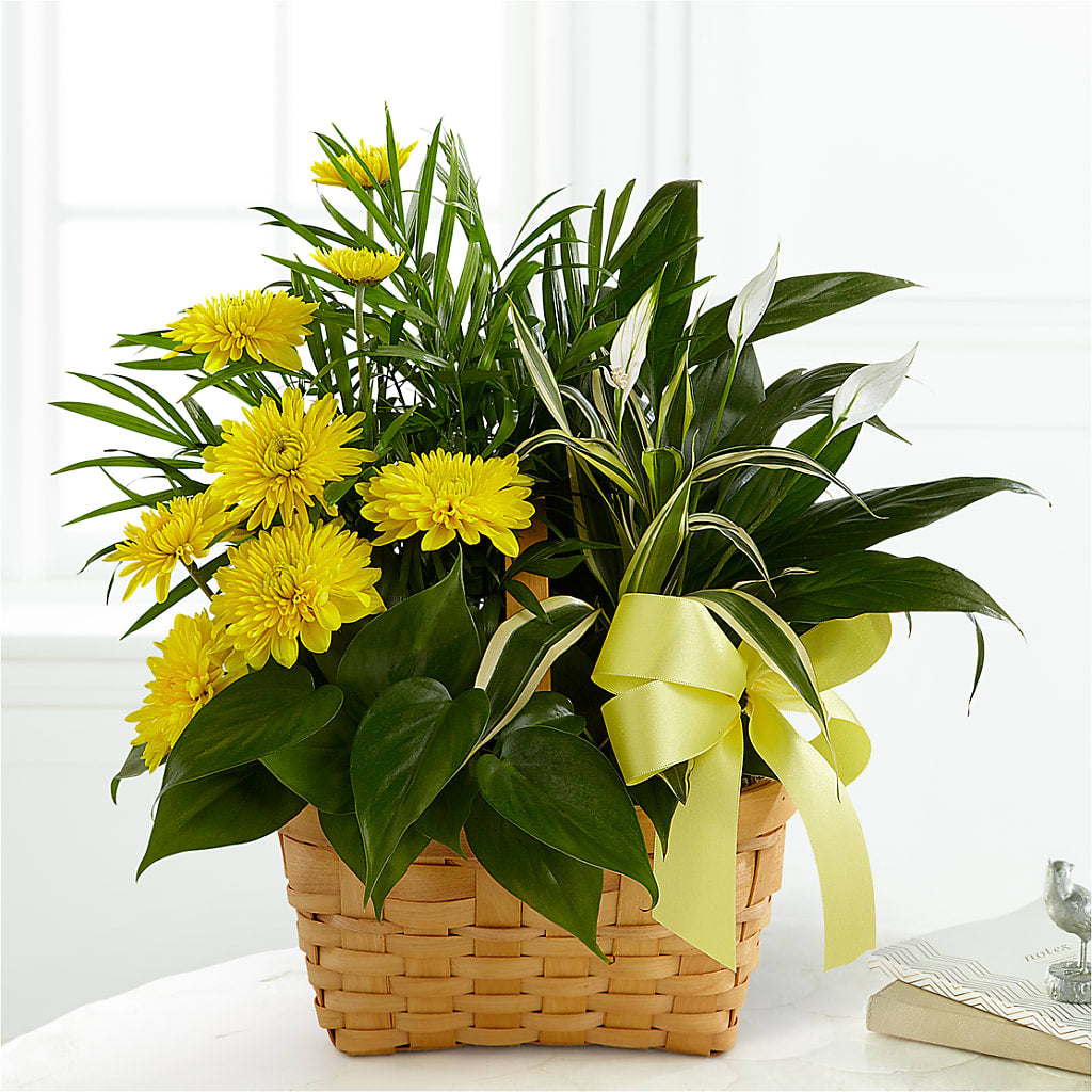 Loving Light Dishgarden – M & A FLOWERS AND EVENTS, South Gate CA