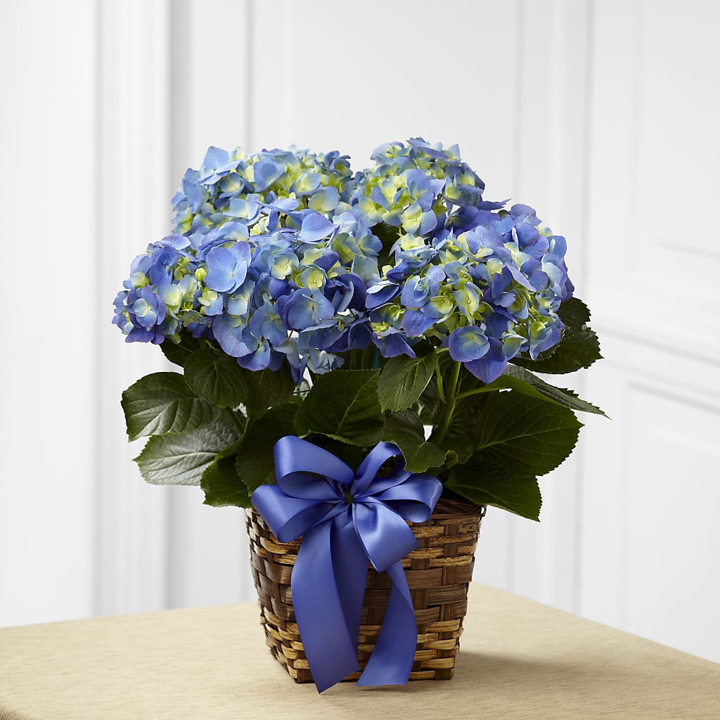 Blue Hydrangea Planter – M & A FLOWERS AND EVENTS, South Gate CA