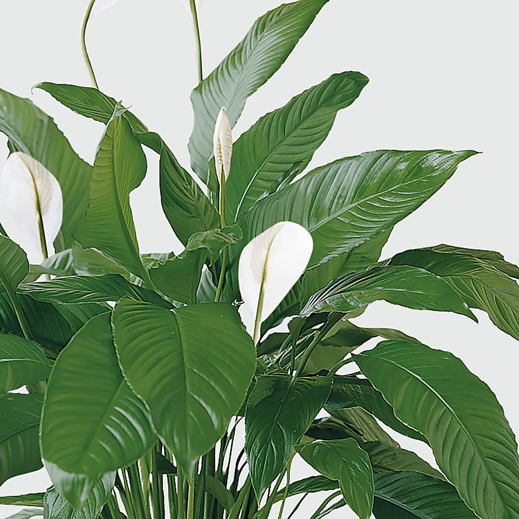 Tranquil Moments Peace Lily Plant – M & A FLOWERS AND EVENTS, South Gate CA