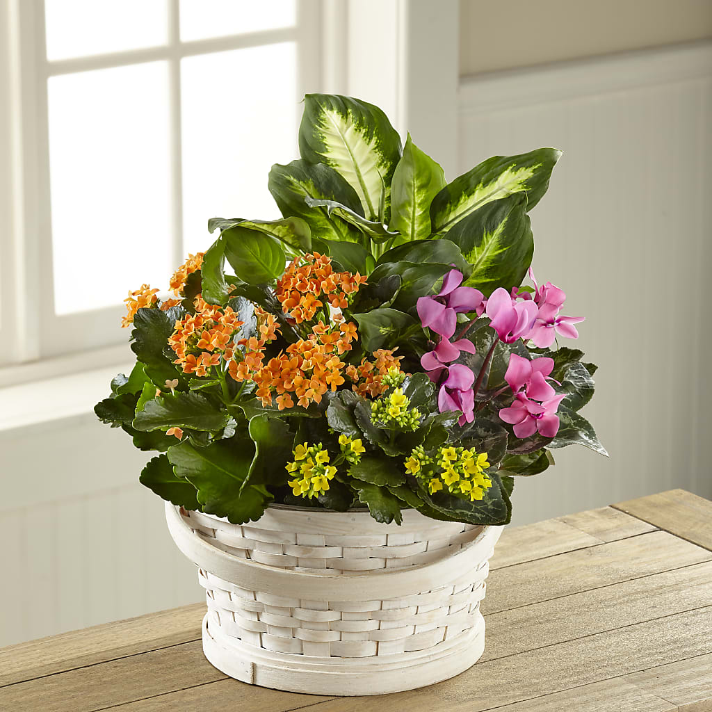 Color Crush Dishgarden – M & A FLOWERS AND EVENTS, South Gate CA