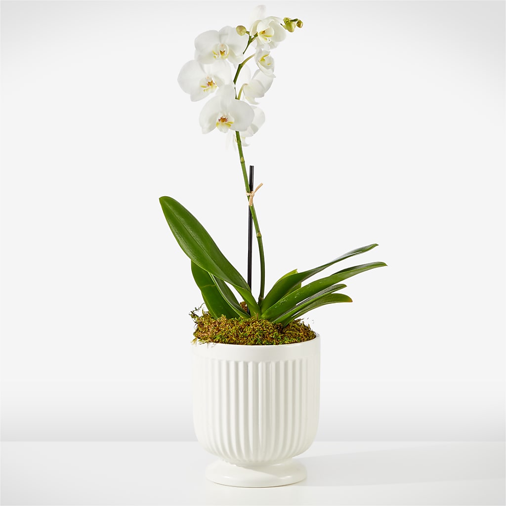 Whispering White Orchid – M & A FLOWERS AND EVENTS, South Gate CA