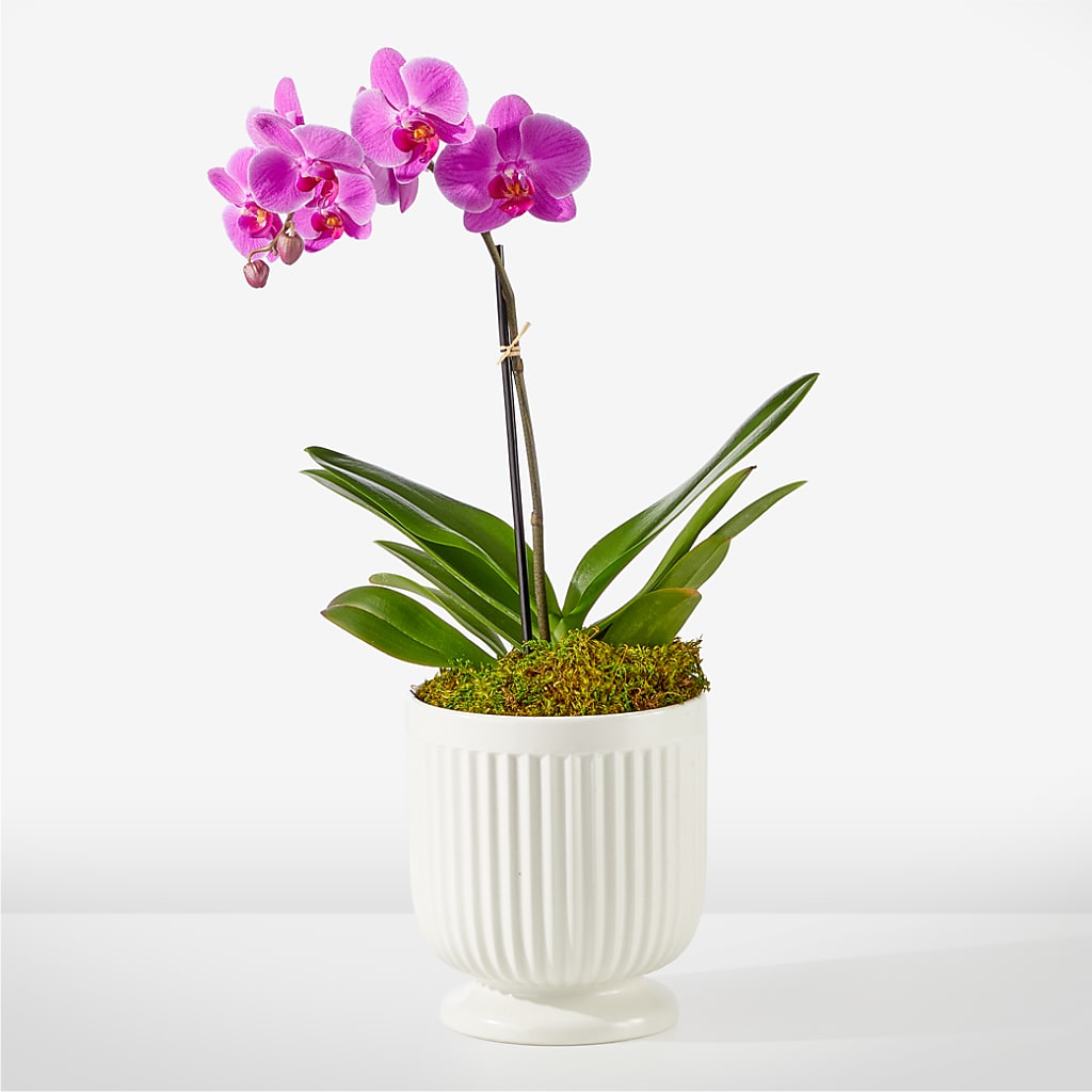 Friendly Fuchsia Orchid – M & A FLOWERS AND EVENTS, South Gate CA