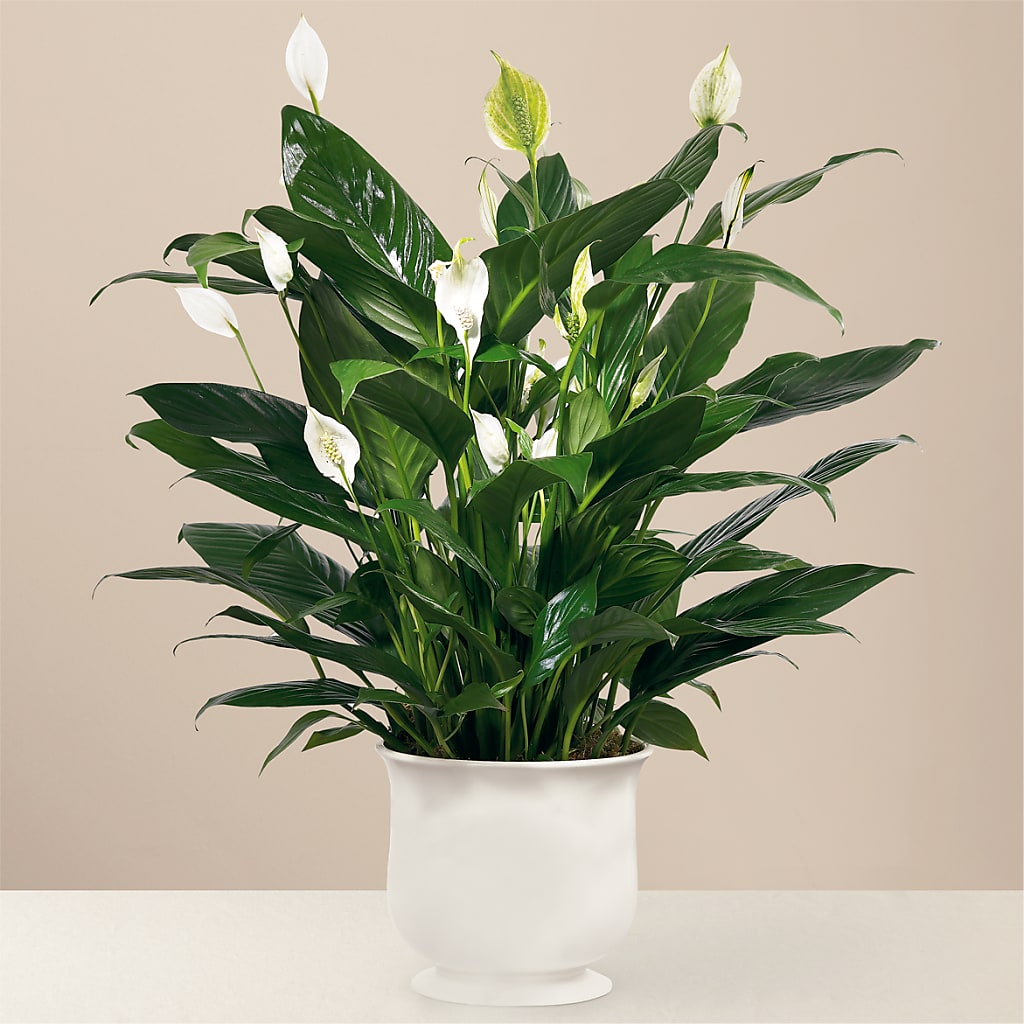 Comfort Planter – M & A FLOWERS AND EVENTS, South Gate CA