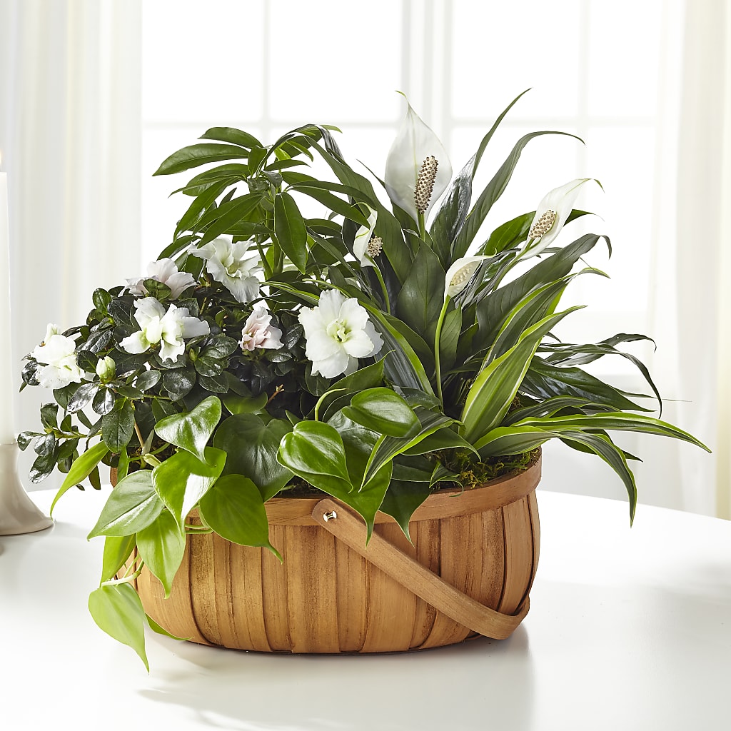 Serene Dishgarden – M & A FLOWERS AND EVENTS, South Gate CA
