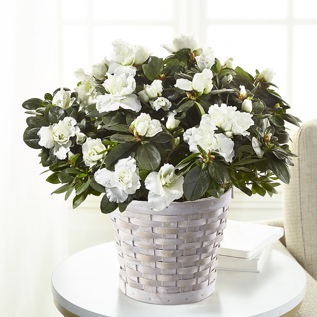 White Azalea Plant – M & A FLOWERS AND EVENTS, South Gate CA