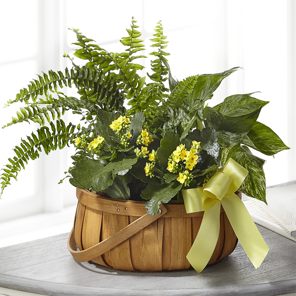 Always Dear Dishgarden – M & A FLOWERS AND EVENTS, South Gate CA