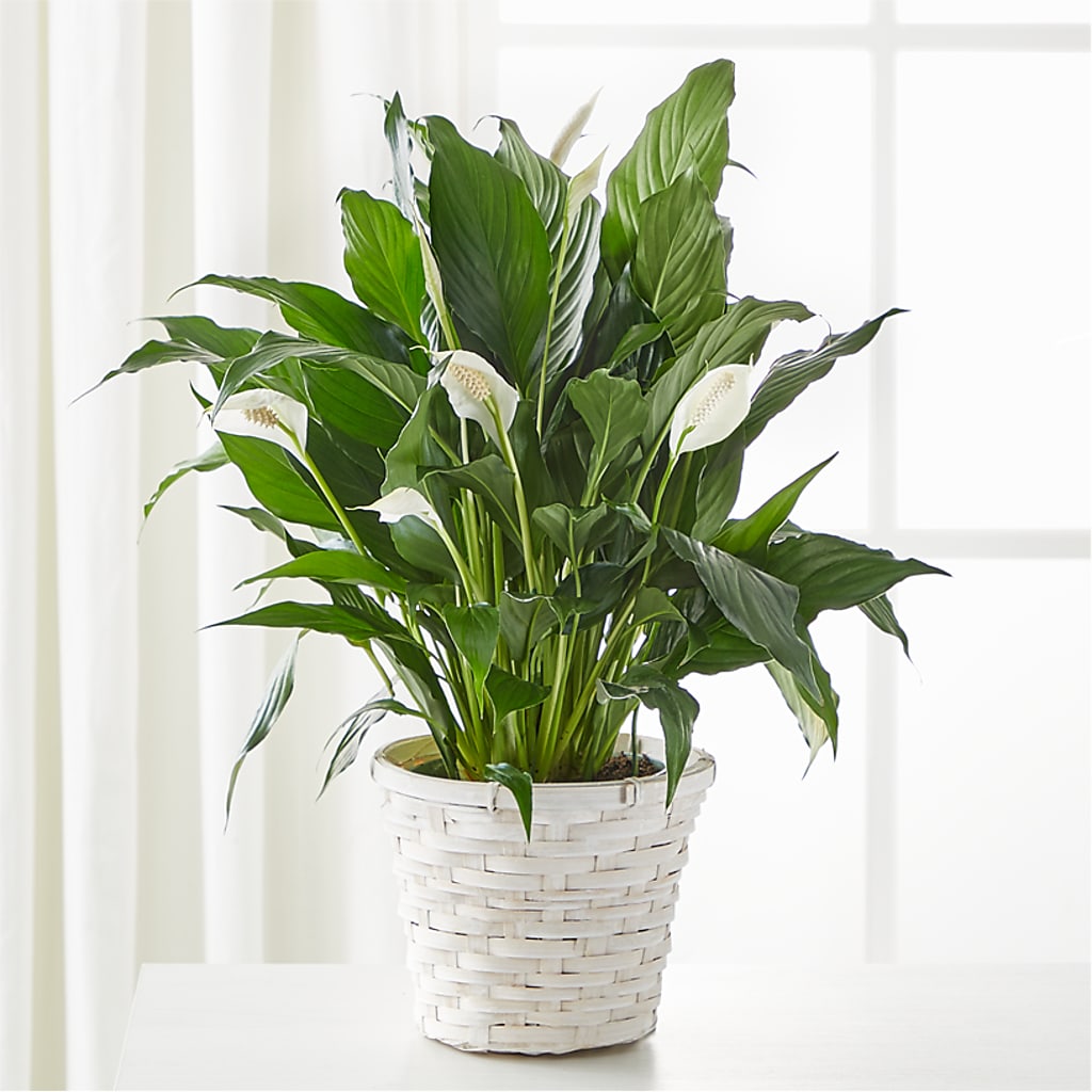 A New Leaf Peace Lily – M & A FLOWERS AND EVENTS, South Gate CA