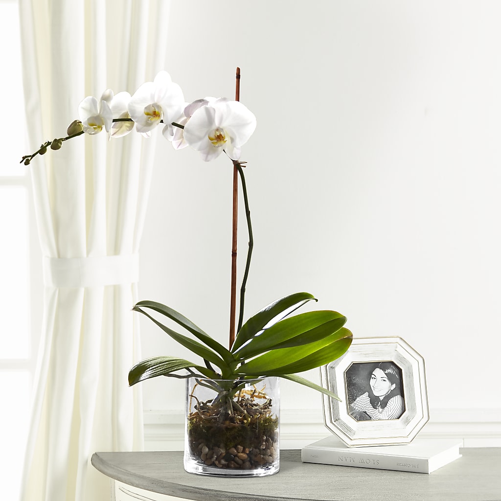 White Orchid Planter – M & A FLOWERS AND EVENTS, South Gate CA