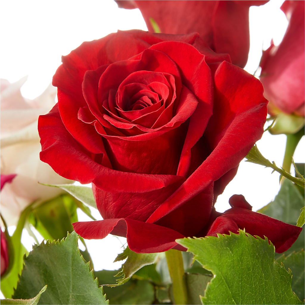 Love Notes Rose Bouquet – M & A FLOWERS AND EVENTS, South Gate CA