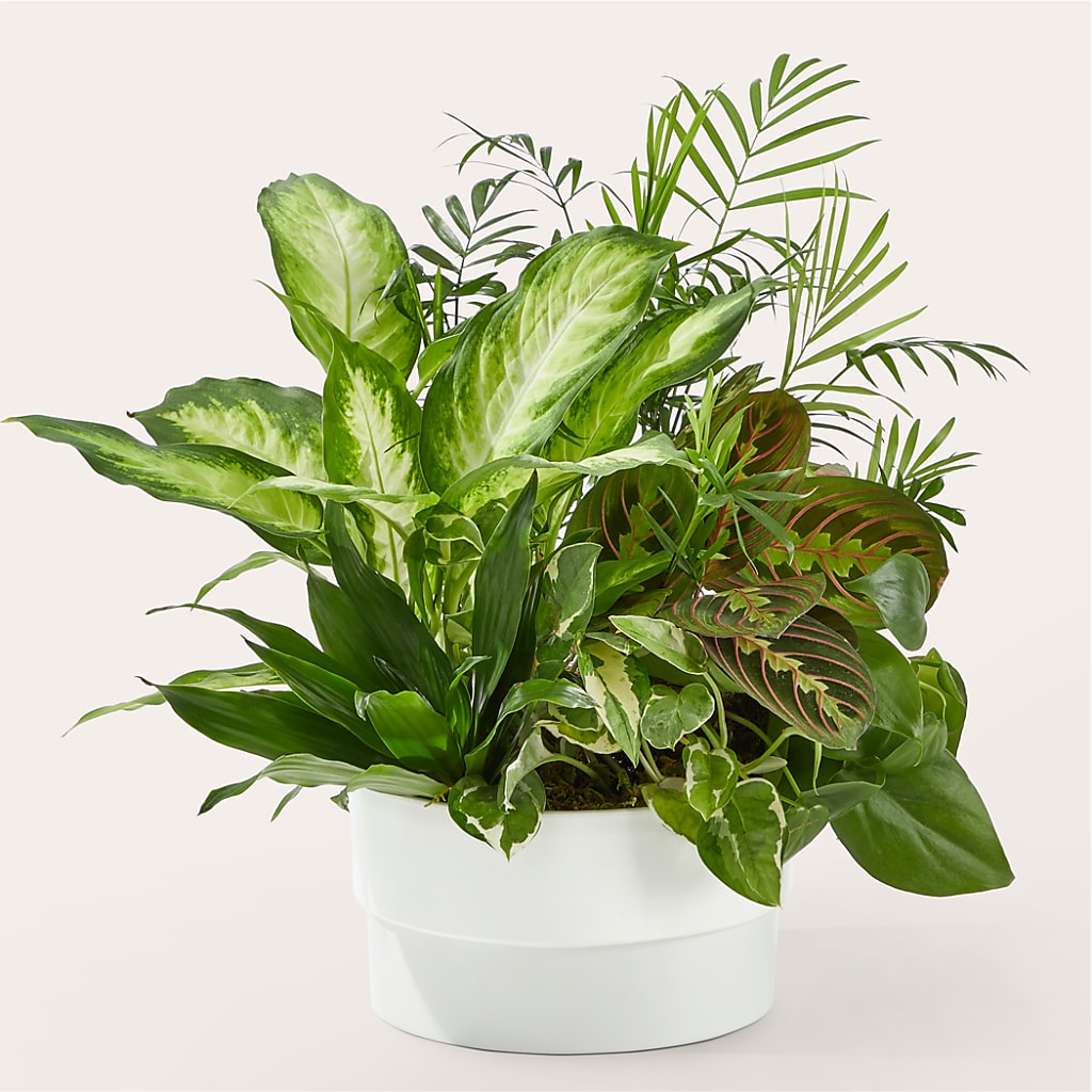 Radiating Positivity Dishgarden – M & A FLOWERS AND EVENTS, South Gate CA