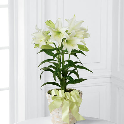 Easter Lily Plant – M & A FLOWERS AND EVENTS, South Gate CA