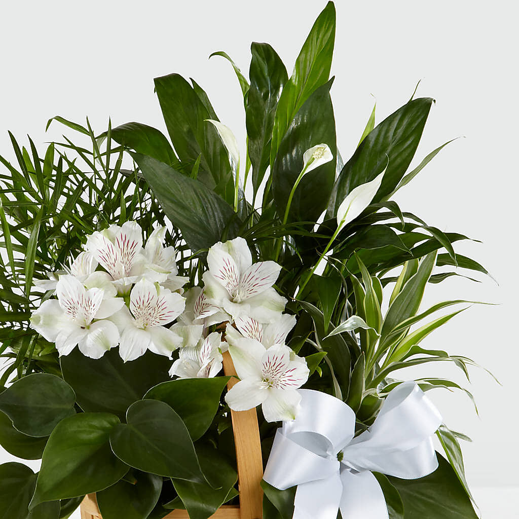 Peace & Serenity Dishgarden – M & A FLOWERS AND EVENTS, South Gate CA