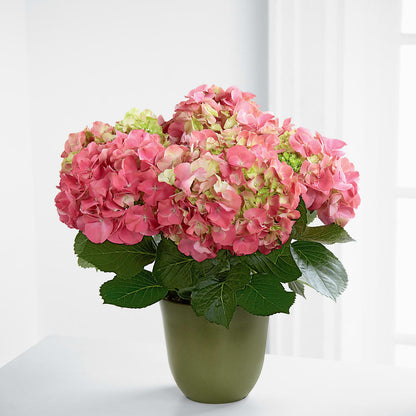 Pink Hydrangea Planter – M & A FLOWERS AND EVENTS, South Gate CA