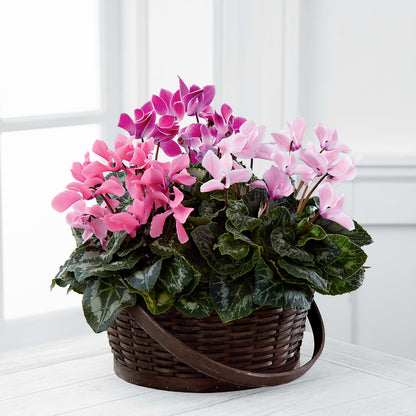 Mixed Cyclamen Planter – M & A FLOWERS AND EVENTS, South Gate CA
