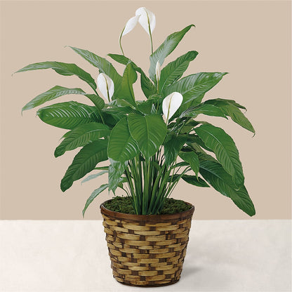 Tranquil Moments Peace Lily Plant – M & A FLOWERS AND EVENTS, South Gate CA