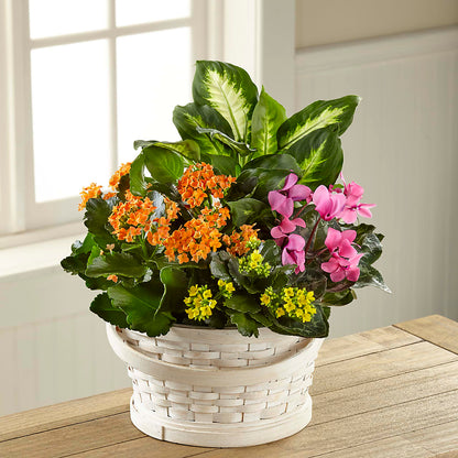 Color Crush Dishgarden – M & A FLOWERS AND EVENTS, South Gate CA