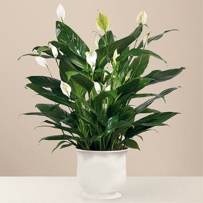 Comfort Planter – M & A FLOWERS AND EVENTS, South Gate CA