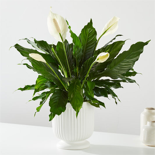 Comfort Planter – M & A FLOWERS AND EVENTS, South Gate CA