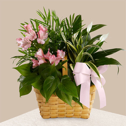 Living Spirit Dishgarden – M & A FLOWERS AND EVENTS, South Gate CA