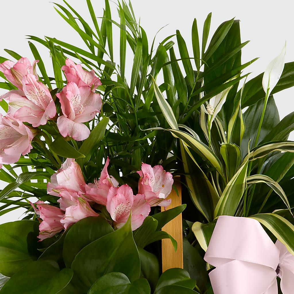 Living Spirit Dishgarden – M & A FLOWERS AND EVENTS, South Gate CA