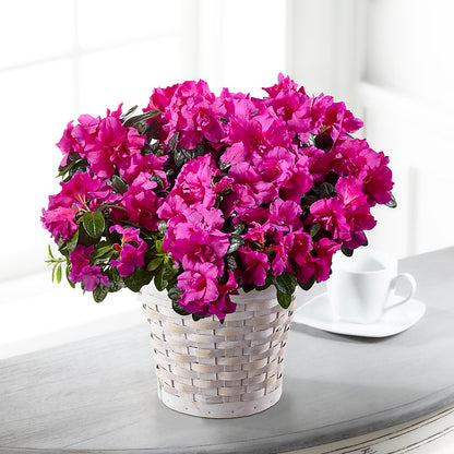 Hope & Serenity Azalea Plant – M & A FLOWERS AND EVENTS, South Gate CA
