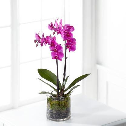 Pink Orchid Plant – M & A FLOWERS AND EVENTS, South Gate CA