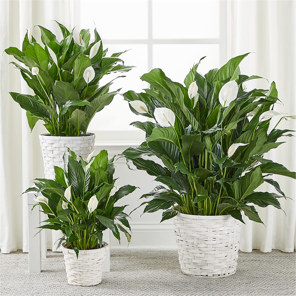 A New Leaf Peace Lily – M & A FLOWERS AND EVENTS, South Gate CA