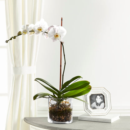 White Orchid Planter – M & A FLOWERS AND EVENTS, South Gate CA